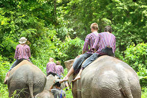 帕塔拉大象农场