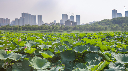 桃花潭公园第 3 张图片