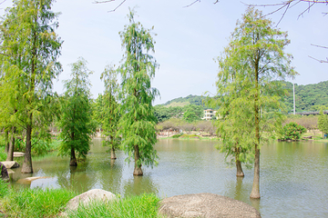 萝岗香雪公园第 8 张图片