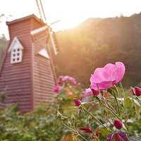 茶山樱花谷