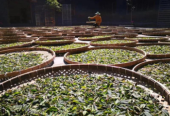 石祖禅茶园第 5 张图片