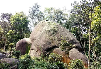 石祖禅茶园第 27 张图片