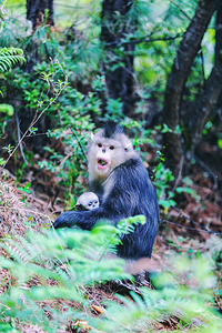 滇金丝猴国家公园