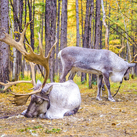 敖鲁古雅驯鹿之乡