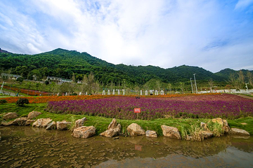 龙茶花海第 9 张图片