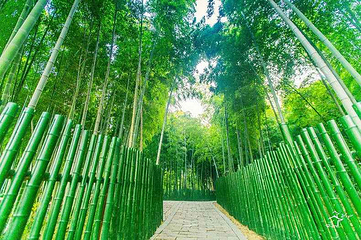 树山生态村第 45 张图片