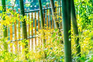 树山生态村第 31 张图片