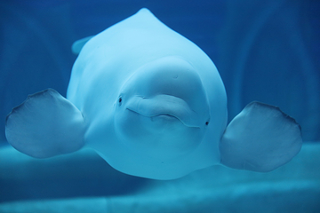 三亚亚特兰蒂斯失落的空间水族馆第 175 张图片