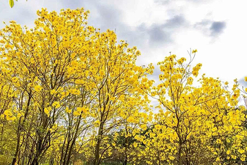 云梯山花海第 8 张图片