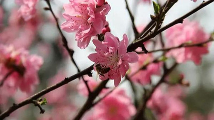 桃花坞旅游景点第 1 张图片