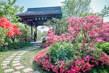 九龙湾花星球第 56 张图片