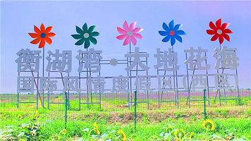 衡湖湾大地花海