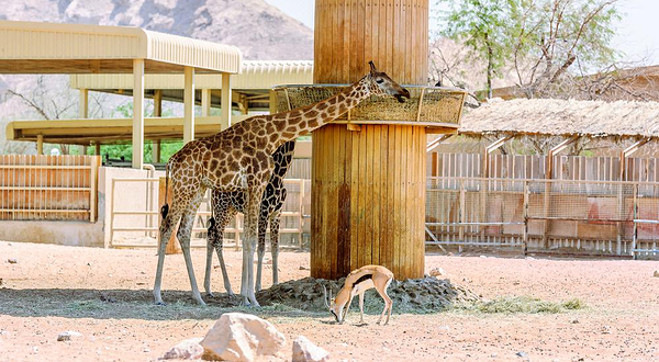 阿联酋公园动物园