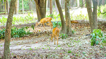 金边野生动物园