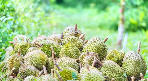 宝盛园榴莲庄园