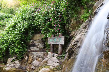 九如山休闲旅游度假区第 225 张图片