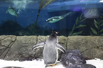 悉尼水族馆第 19 张图片