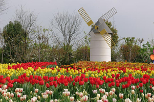 四季东城(阳氏)甘蔗园