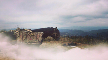 雷山丛林国际牡丹园第 14 张图片