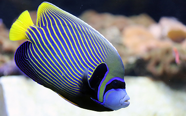 三亚亚特兰蒂斯失落的空间水族馆第 85 张图片