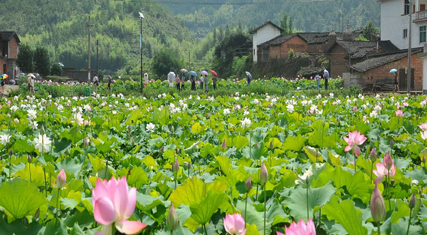 连城塘前漂流（豸下莲乡风景区）
