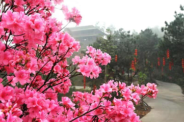 徐家庄旅游度假区第 81 张图片