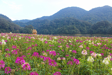 石门国家森林公园第 22 张图片