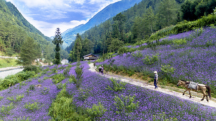 巴山大峡谷第 14 张图片