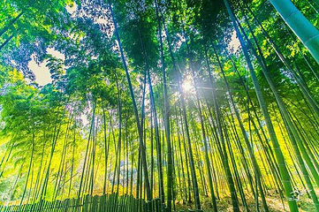 树山生态村第 1 张图片
