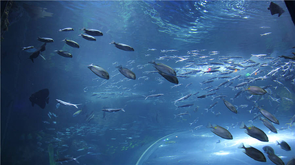 延安幻太奇海洋公园第 1 张图片
