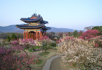 梅花山第 14 张图片
