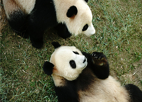 天目湖南山竹海景区-熊猫馆