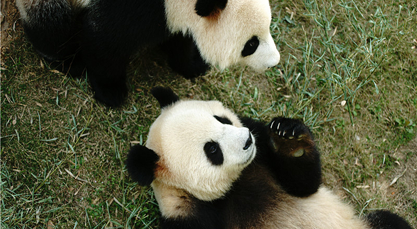 天目湖南山竹海景区-熊猫馆