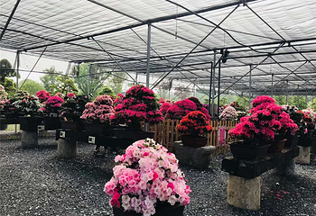 九龙湾花星球第 112 张图片