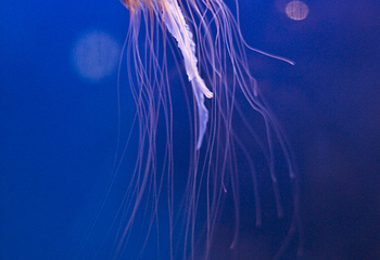 奥杜邦美洲水族馆第 12 张图片