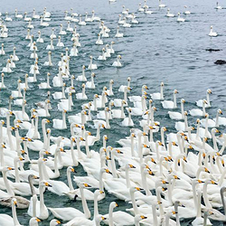 天鹅湖生态旅游区