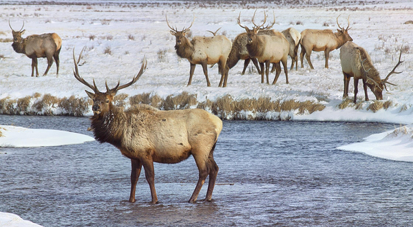 国家马鹿保护区
