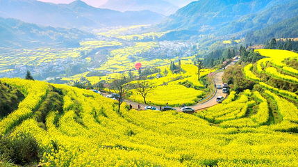 江岭赏油菜花海第 1 张图片