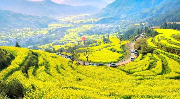 江岭赏油菜花海