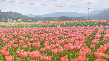 花溪茶谷风景区第 1 张图片