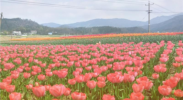 花溪茶谷风景区