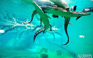 可可洛思鳄鱼湾主题公园