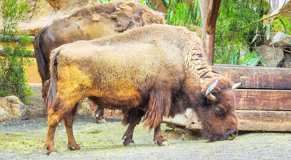 兰乔德克萨斯兰萨罗特公园