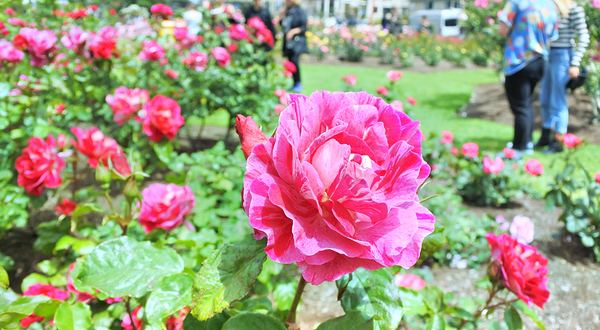 帕内尔玫瑰花园