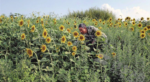 诸暨市青瓦农场