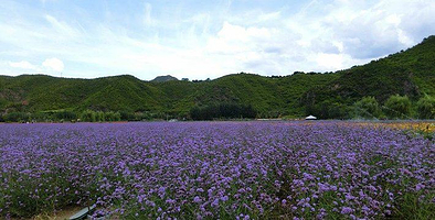 紫韵花海薰衣草庄园
