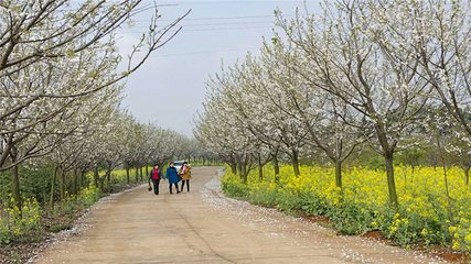 岳阳樱花园第 36 张图片