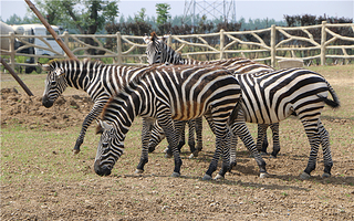 宿州野生动物园