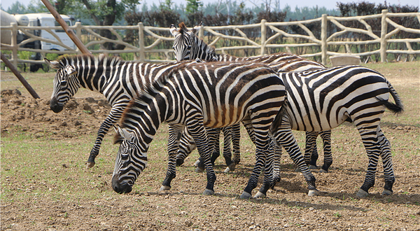 宿州野生动物园