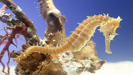 海上世界第 11 张图片